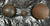 US CIVIL WAR SOLID SHOT PROJECTILES - LOT OF 6